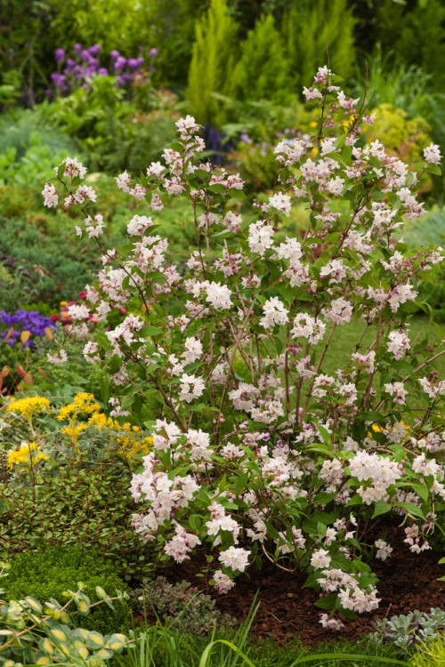 Żylistek zaróżowiony 'Kalmiiflora' | Deutzia purpurascens