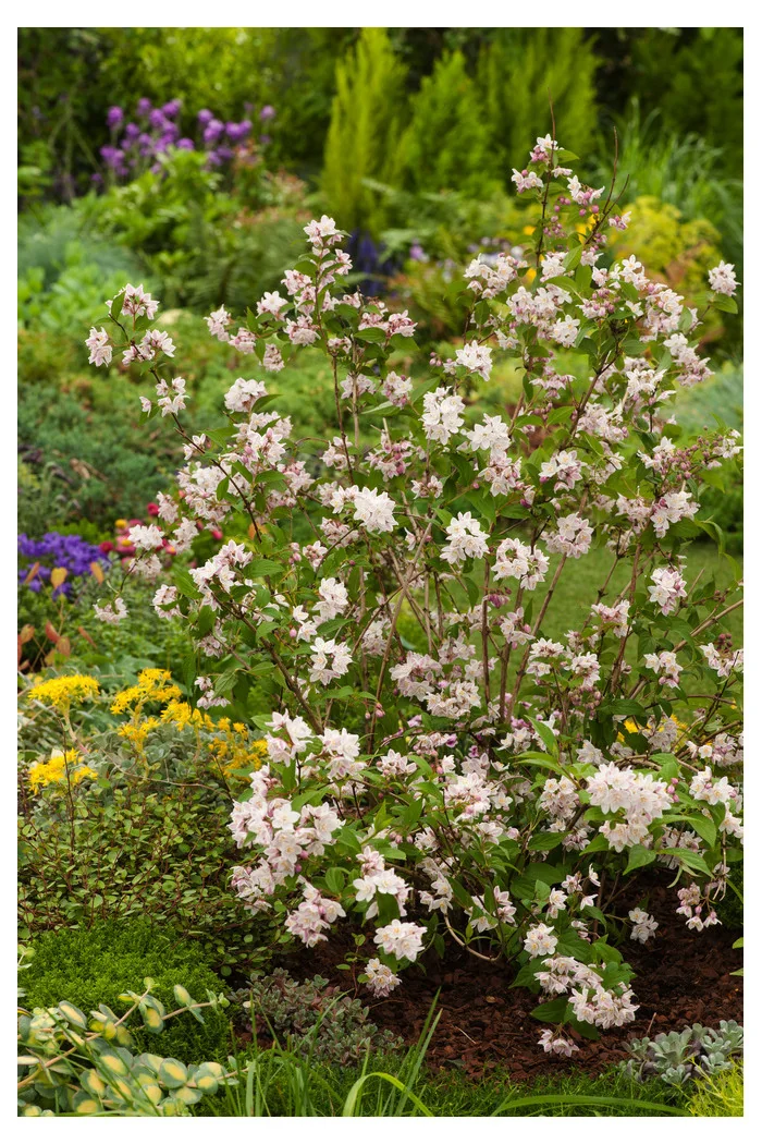 Żylistek zaróżowiony 'Kalmiiflora' | Deutzia purpurascens