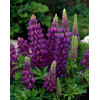 Łubin niski 'Gallery Blue' | Lupinus nanus russell