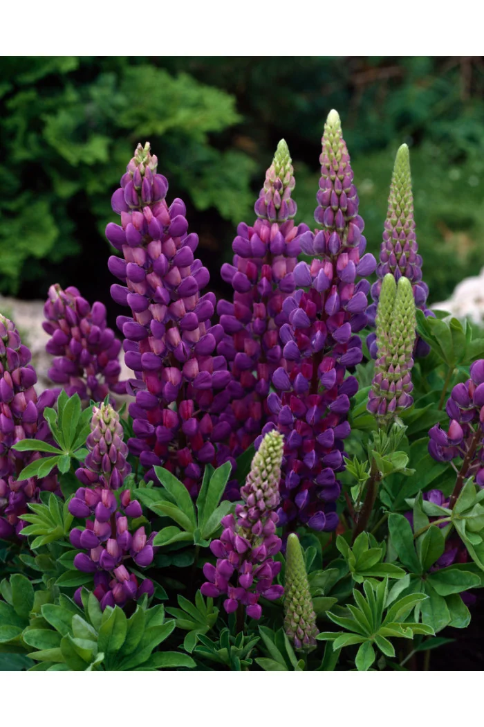 Łubin niski 'Gallery Blue' | Lupinus nanus russell