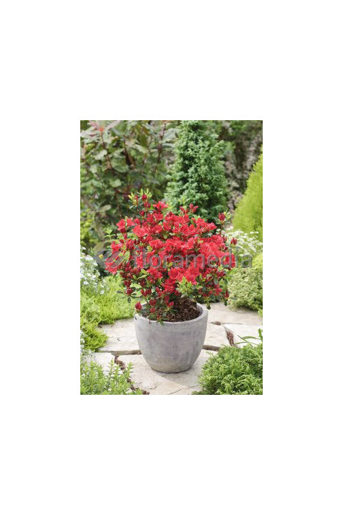 Azalia japońska 'Georg Arends' | Azalea japonica