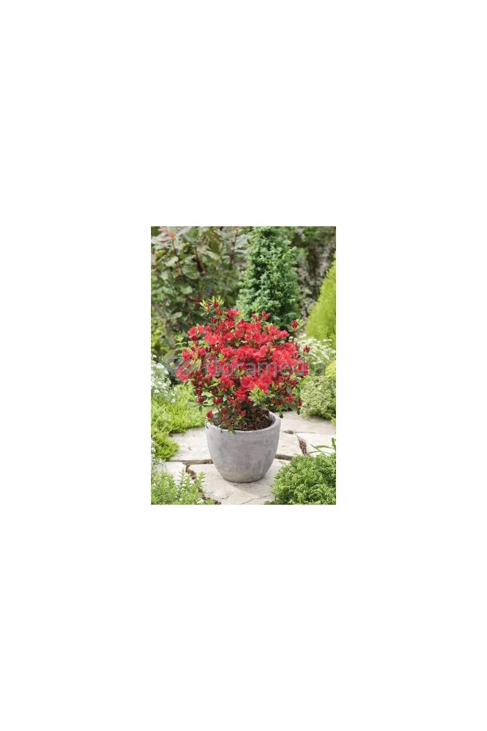 Azalia japońska 'Georg Arends' | Azalea japonica