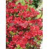 Azalia japońska 'Georg Arends' | Azalea japonica