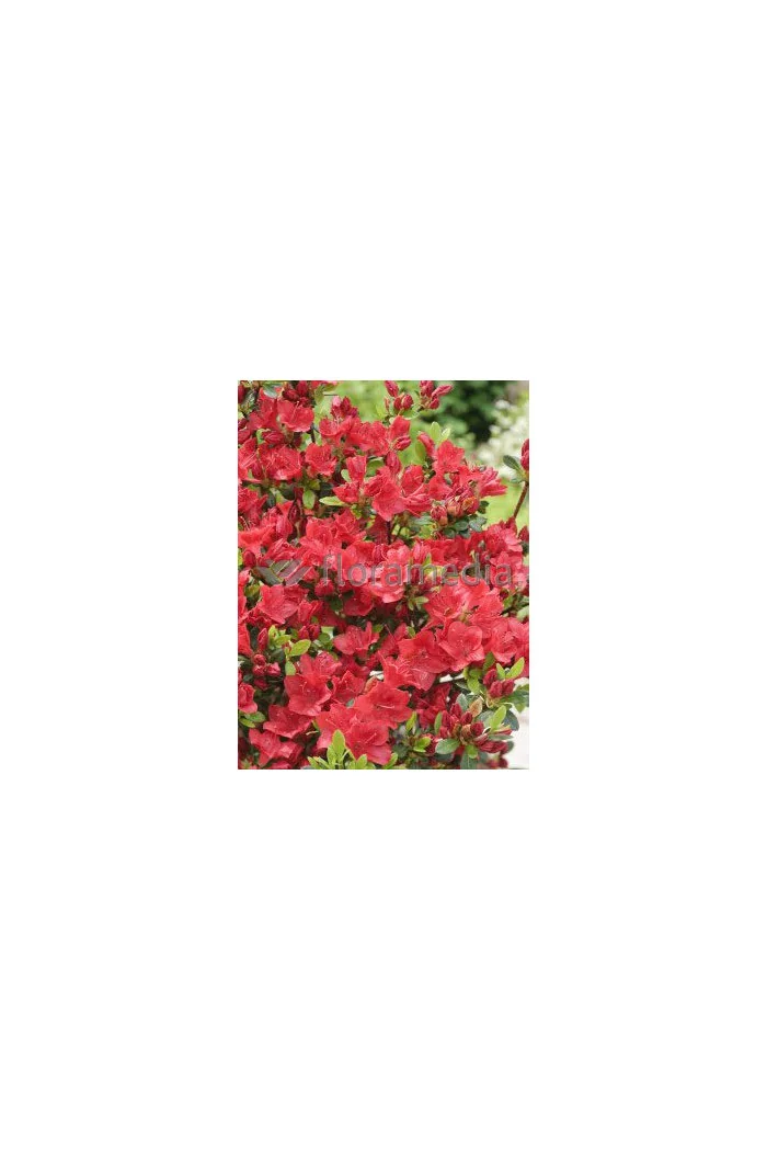 Azalia japońska 'Georg Arends' | Azalea japonica