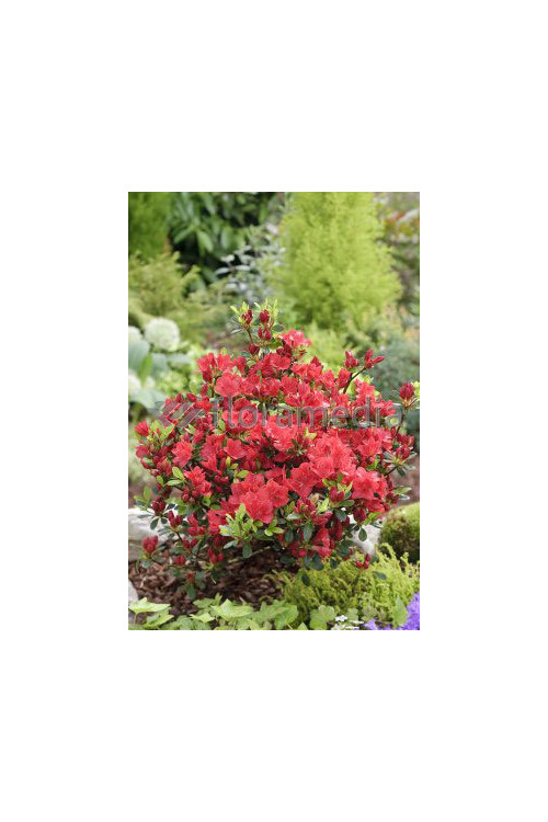 Azalia japońska 'Georg Arends' | Azalea japonica