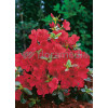 Azalia japońska 'Santa Maria' Azalea japonica
