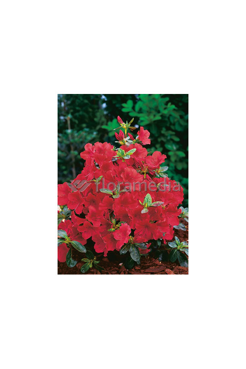 Azalia japońska 'Santa Maria' Azalea japonica