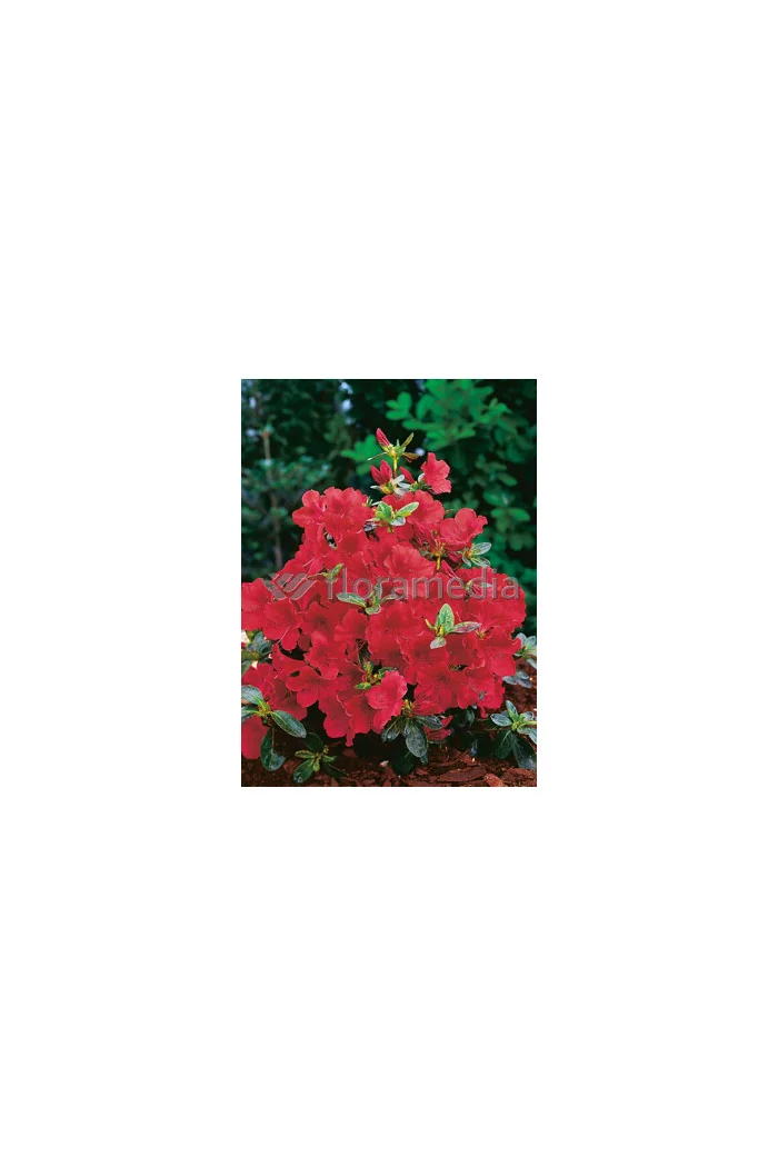Azalia japońska 'Santa Maria' Azalea japonica