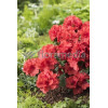 Azalia japońska 'Santa Maria' Azalea japonica