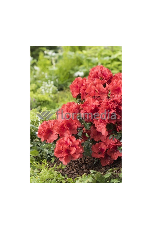 Azalia japońska 'Santa Maria' Azalea japonica