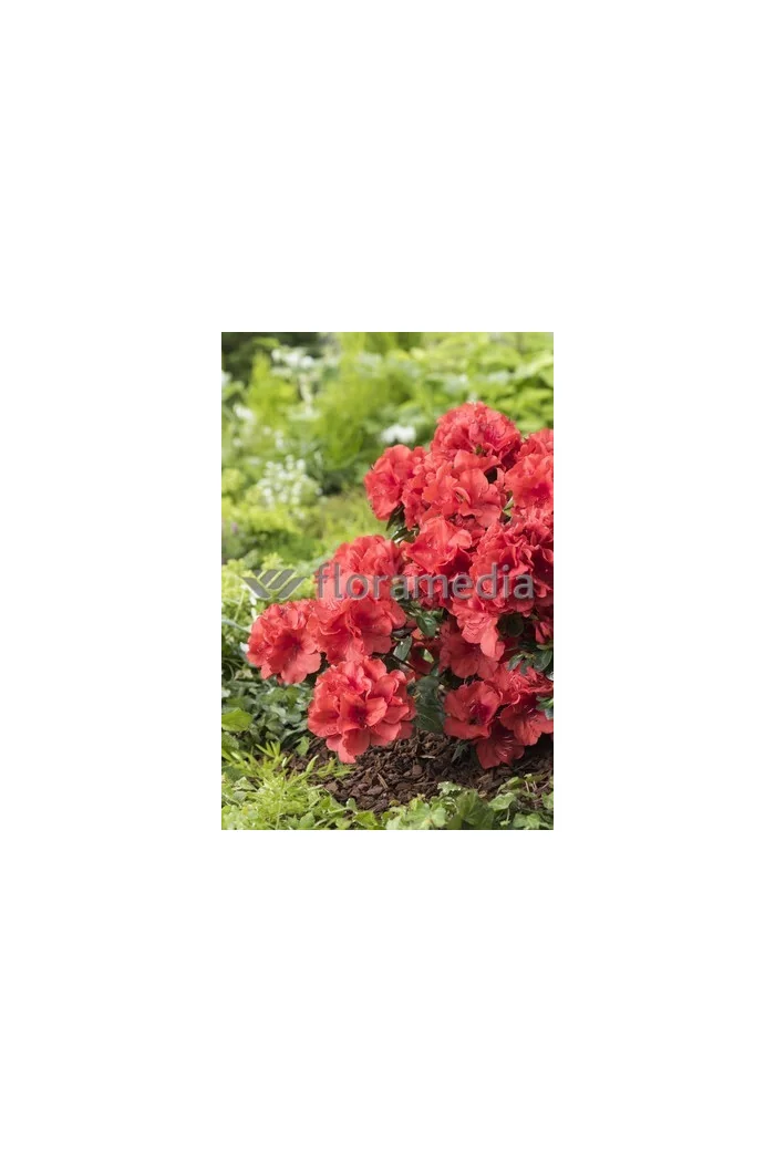 Azalia japońska 'Santa Maria' Azalea japonica