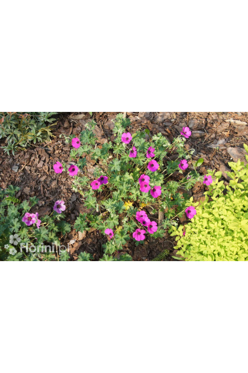 Bodziszek popielaty 'Signal' Geranium cinereum