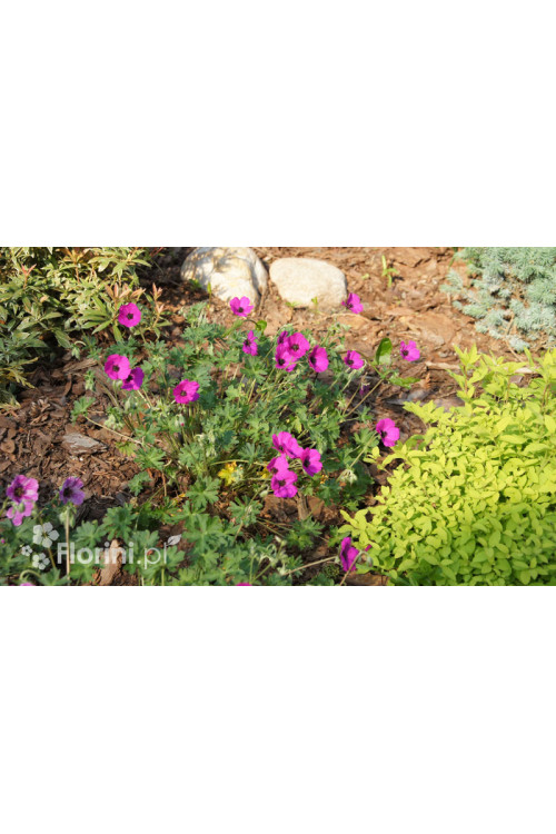 Bodziszek popielaty 'Signal' Geranium cinereum