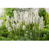 Liatra kłosowa 'Alba' | Liatris spicata