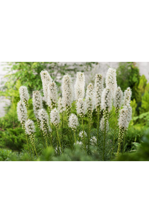 Liatra kłosowa 'Alba' | Liatris spicata