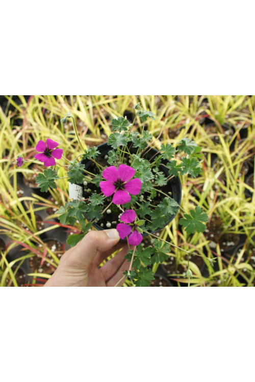 Bodziszek popielaty 'Signal' Geranium cinereum
