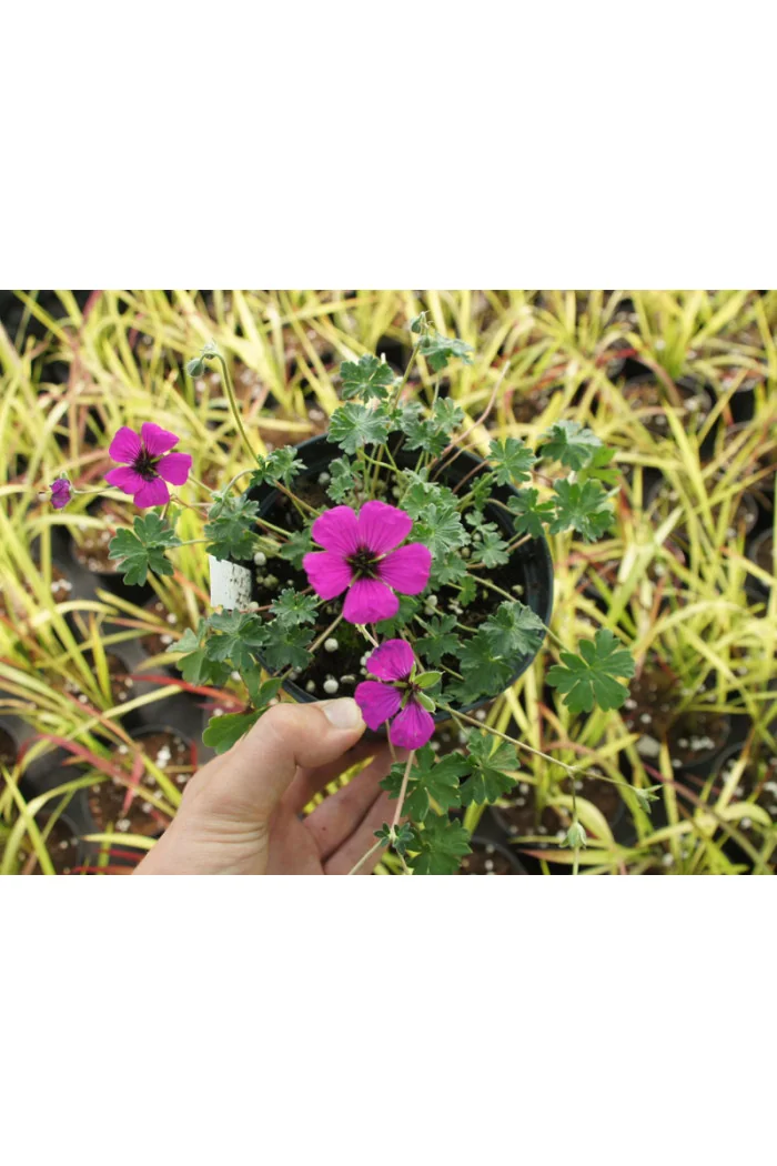 Bodziszek popielaty 'Signal' Geranium cinereum
