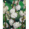 Wiśnia gruczołkowata 'Alba Plena' | Prunus glandulosa
