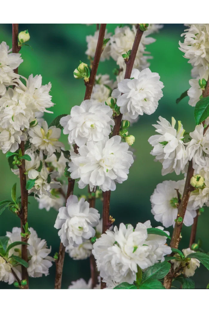 Wiśnia gruczołkowata 'Alba Plena' | Prunus glandulosa