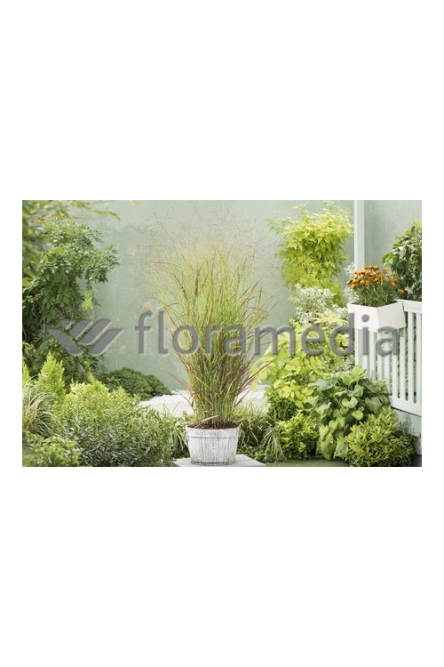 Proso rózgowate 'Rehbraun' | Panicum virgatum