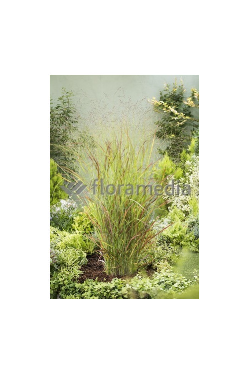 Proso rózgowate 'Rehbraun' | Panicum virgatum