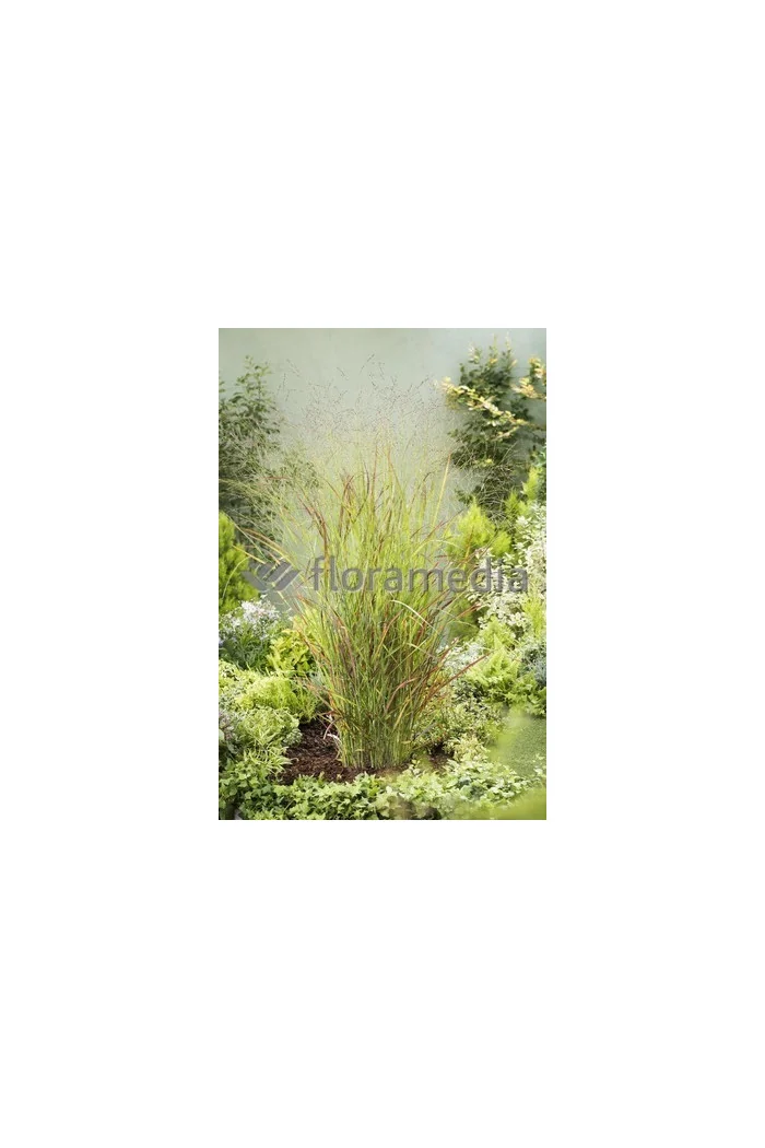 Proso rózgowate 'Rehbraun' | Panicum virgatum