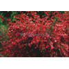 Żarnowiec / Szczodrzeniec miotlasty 'Boskoop Ruby' | Cytisus scoparius