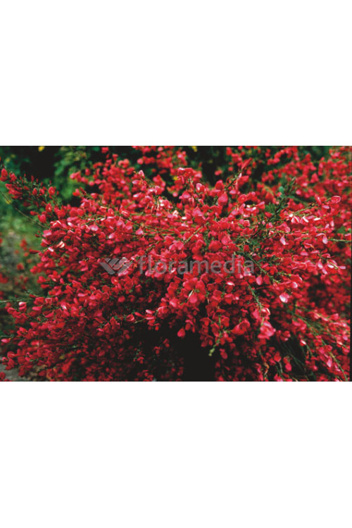 Żarnowiec / Szczodrzeniec miotlasty 'Boskoop Ruby' | Cytisus scoparius