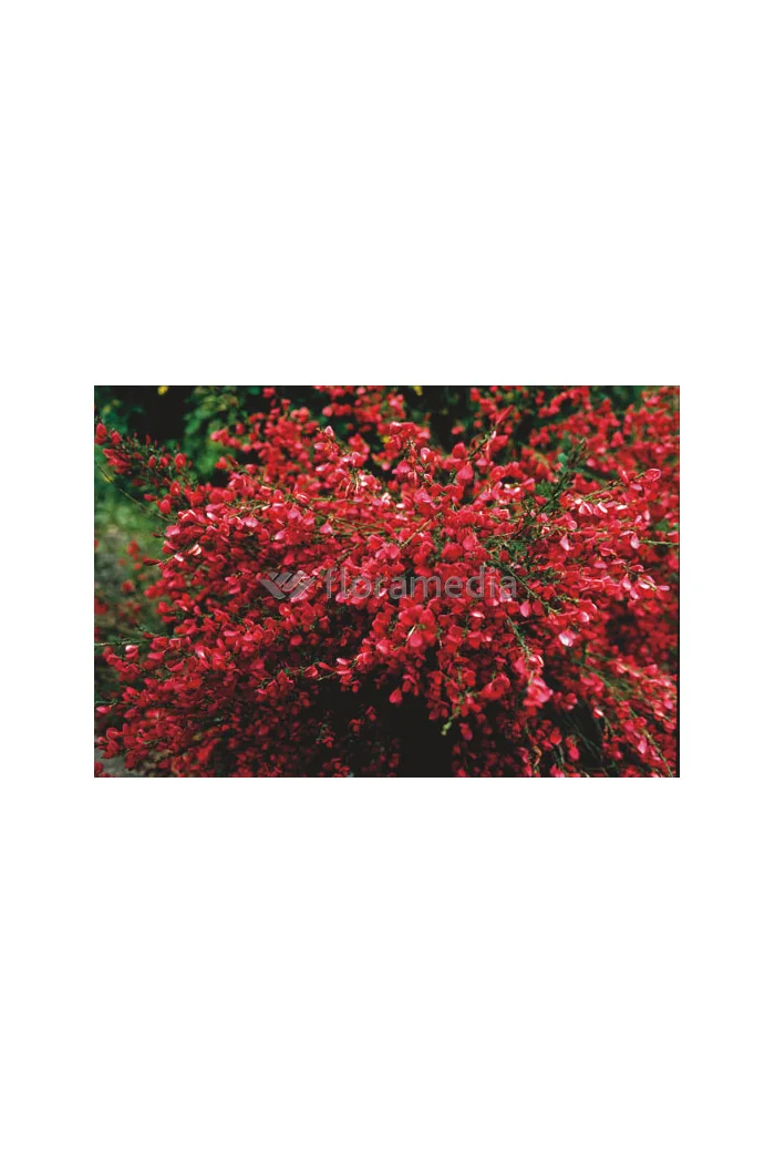 Żarnowiec / Szczodrzeniec miotlasty 'Boskoop Ruby' | Cytisus scoparius