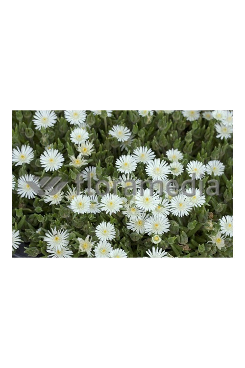 Słonecznica 'Alba' | Delosperma