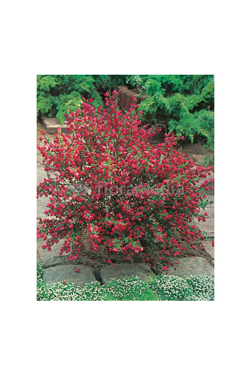 Żarnowiec / Szczodrzeniec miotlasty 'Boskoop Ruby' | Cytisus scoparius