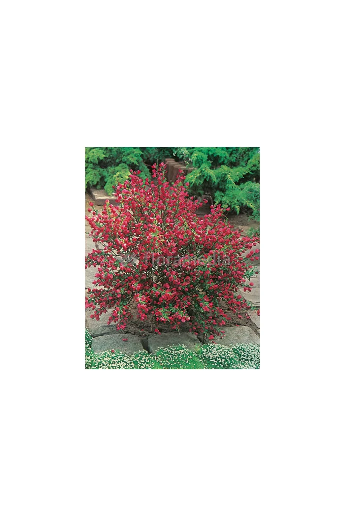 Żarnowiec / Szczodrzeniec miotlasty 'Boskoop Ruby' | Cytisus scoparius