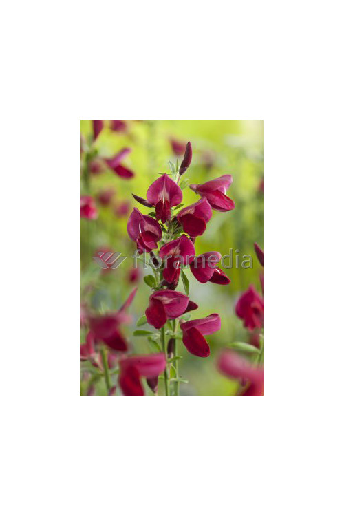 Żarnowiec / Szczodrzeniec miotlasty 'Boskoop Ruby' | Cytisus scoparius