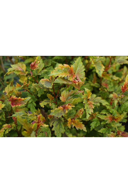 Pęcherznica kalinolistna 'Chameleon' Physocarpus opulifolius