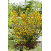 Żarnowiec / Szczodrzeniec miotlasty 'Firefly' Cytisus scoparius