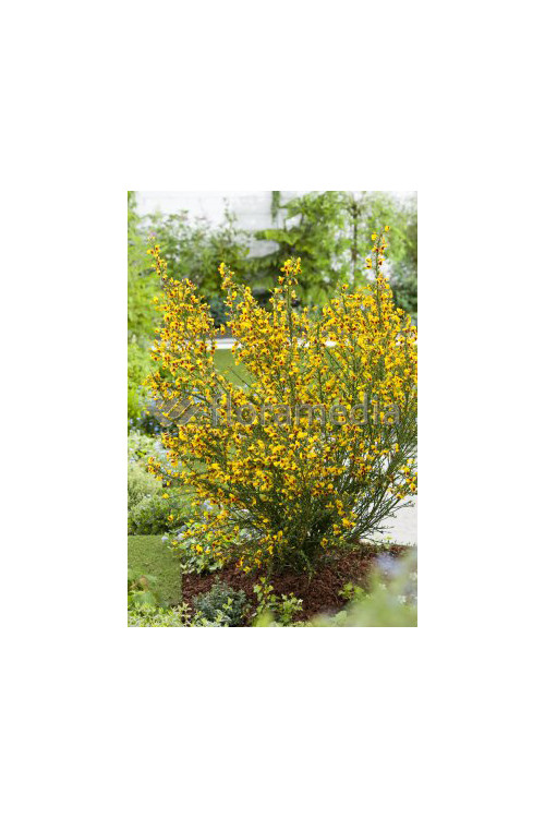 Żarnowiec / Szczodrzeniec miotlasty 'Firefly' Cytisus scoparius
