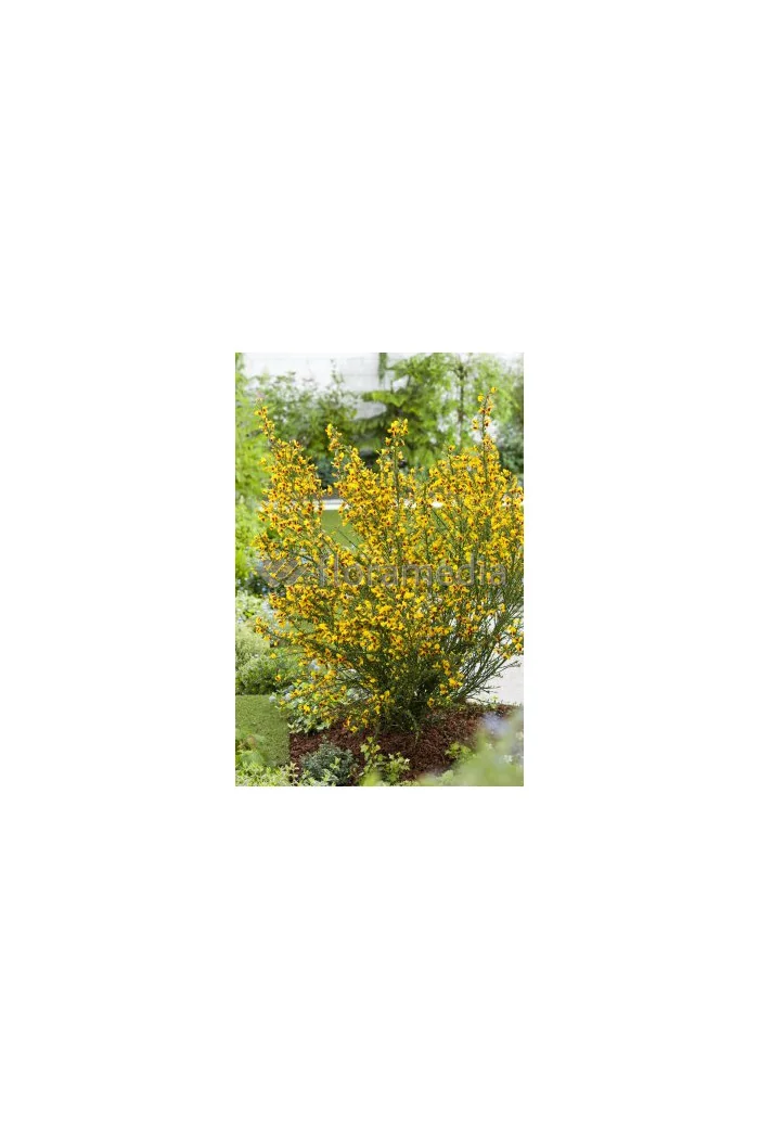 Żarnowiec / Szczodrzeniec miotlasty 'Firefly' Cytisus scoparius