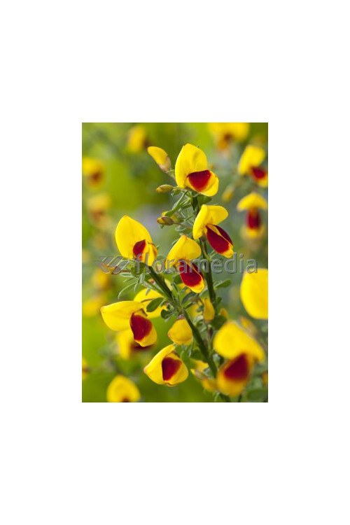 Żarnowiec / Szczodrzeniec miotlasty 'Firefly' Cytisus scoparius