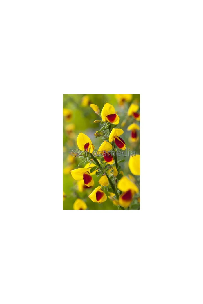 Żarnowiec / Szczodrzeniec miotlasty 'Firefly' Cytisus scoparius