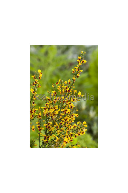 Żarnowiec / Szczodrzeniec miotlasty 'Firefly' Cytisus scoparius
