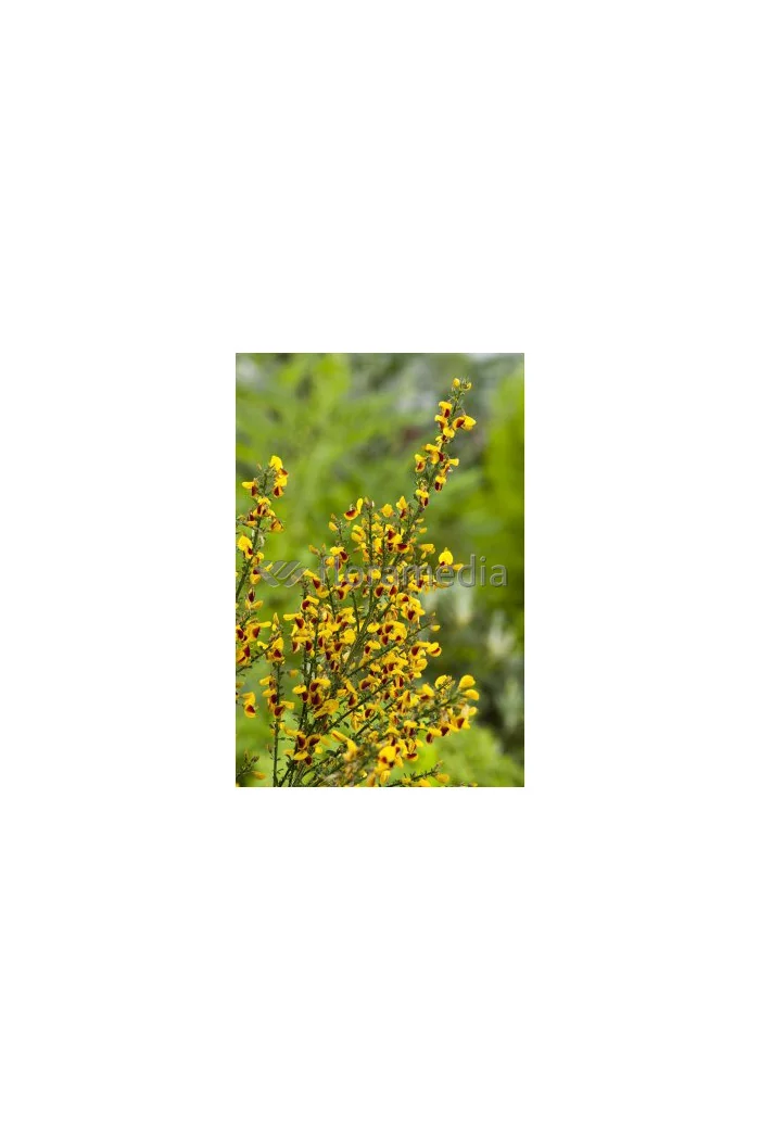 Żarnowiec / Szczodrzeniec miotlasty 'Firefly' Cytisus scoparius