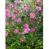 Zawilec japoński 'Pretty Lady Julia' Anemone japonica