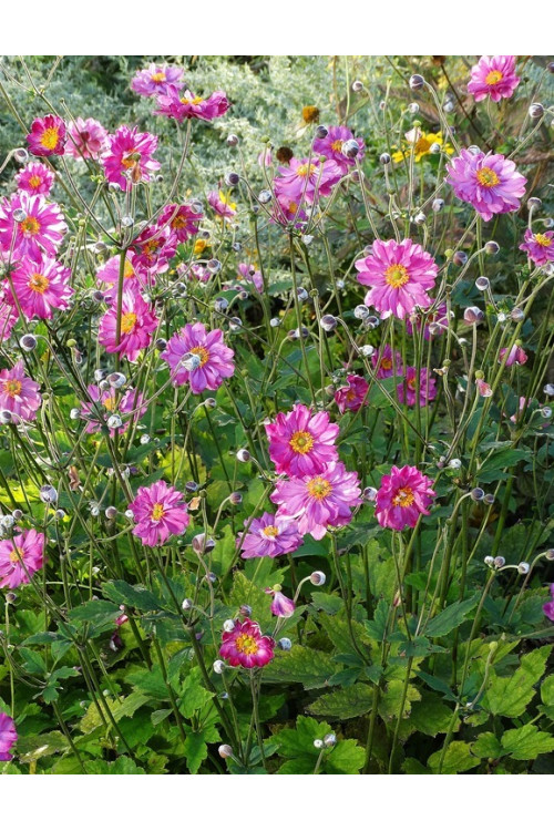 Zawilec japoński 'Pretty Lady Julia' Anemone japonica