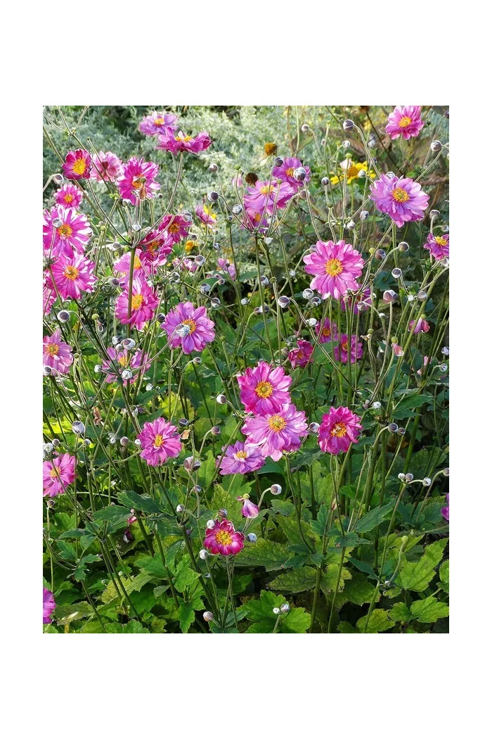 Zawilec japoński 'Pretty Lady Julia' Anemone japonica