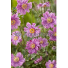 Zawilec japoński 'Margarete' | Anemone hupehensis