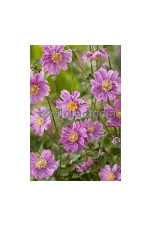 Zawilec japoński 'Margarete' | Anemone hupehensis