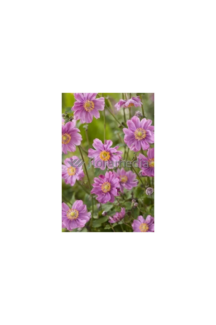 Zawilec japoński 'Margarete' | Anemone hupehensis