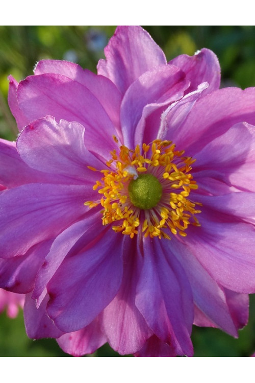 Zawilec japoński 'Pretty Lady Julia' Anemone japonica