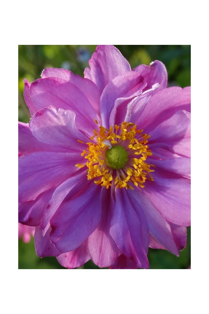 Zawilec japoński 'Pretty Lady Julia' Anemone japonica