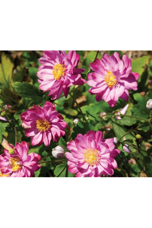 Zawilec japoński 'Pretty Lady Julia' Anemone japonica